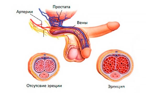 Схема половых органов